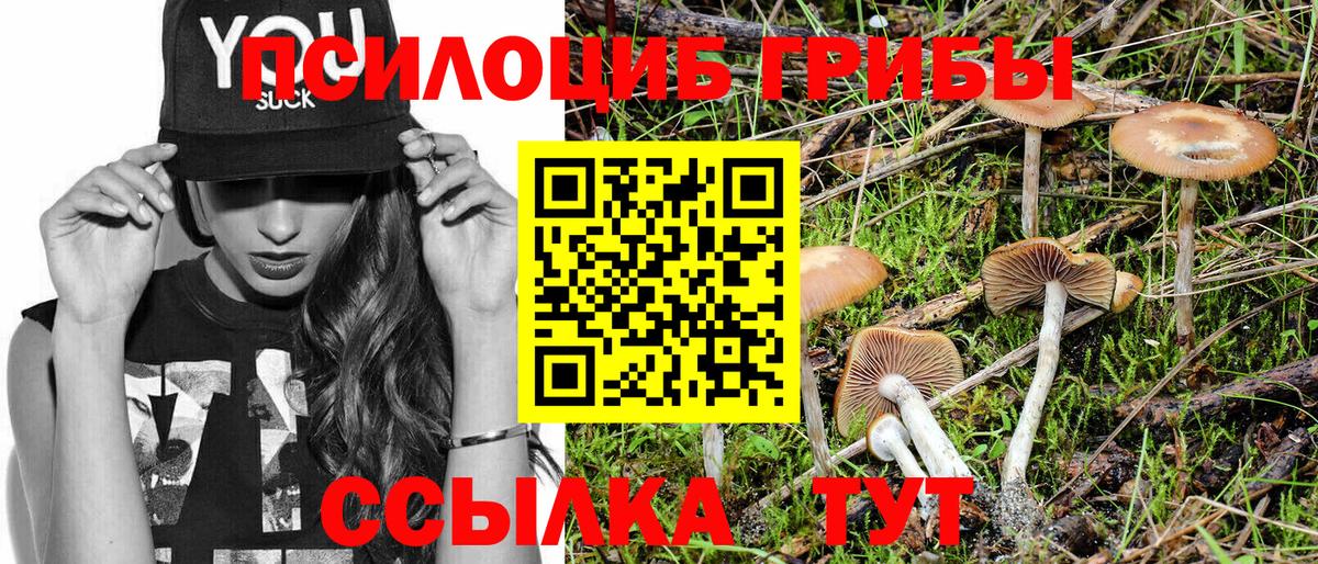 Будённовск  Псилоцибиновые грибы ЛСД  Вход с VPN  как найти закладки  Галлюциногенные грибы Psilocybe 